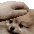 PetPie PetPie