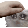 gato