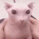 bingus bingus