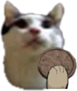 catcoin catcoin