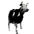 PolishCow