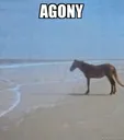 agony agony