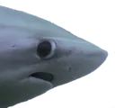 NaniShark