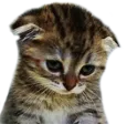 sadcat Discord Emoji