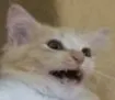 supr_cat supr_cat