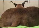 floppass