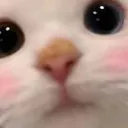 umiruscatstare