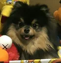 yeontan