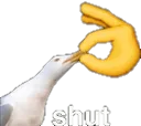 shut