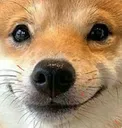 div_dog