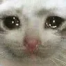catcry catcry