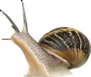snail