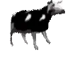 :PolishCow: