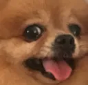udog