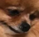 hdog