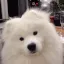 ConfusedDoggo