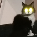 CatSeesEverything Discord emoji