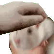 smilepet smilepet