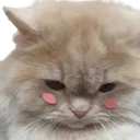 ycatsad