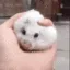 rat_squish