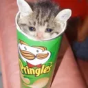 catPain
