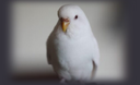 albinobudgie Discord emoji