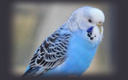 bluebudgie Discord emoji