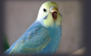 rainbowbudgie Discord emoji