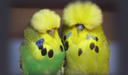 englishbudgie Discord emoji