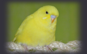 lutinobudgie Discord emoji