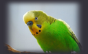 greenbudgie Discord emoji