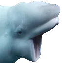 rwhale_pog