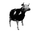 polishcow polishcow