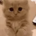 catBeg