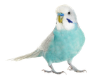 bluebudgie Discord emoji