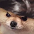NekoRickiee