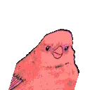8959_partyannoyedbirdparrot