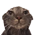 WalidPleb Discord Emoji