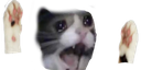 ch_catspair Discord emoji