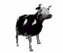 cow