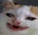 cryingCat