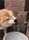 water_dog