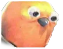 pigeonwhat pigeonwhat