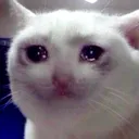sad_cat_but_MW