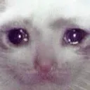 saddercat_MW