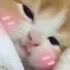 pA_catShy