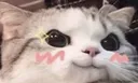 crazycat
