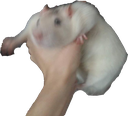 fatratdrag Discord emoji