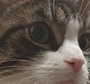 catStare