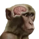 neuronactivation